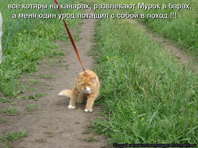 Котоматрица: все котяры на канарах, развлекают Мурок в барах, а меня один урод потащил с собой в поход !!!