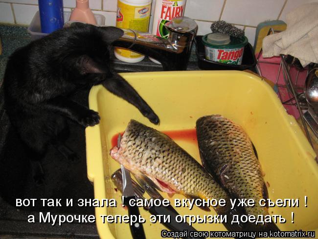 Котоматрица: вот так и знала ! самое вкусное уже съели ! а Мурочке теперь эти огрызки доедать !