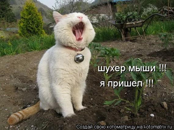 Котоматрица: шухер мыши !!! я пришел !!!