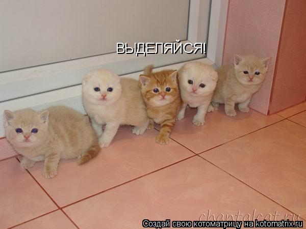 Котоматрица: ВЫДЕЛЯЙСЯ!