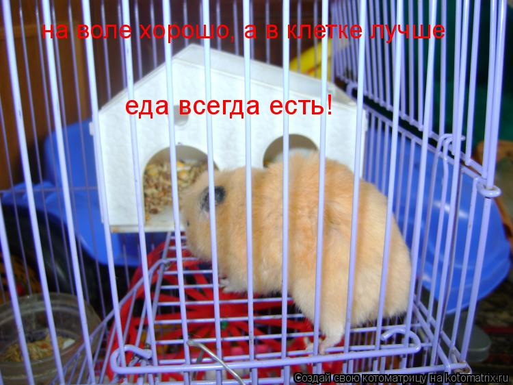 Котоматрица: на воле хорошо, а в клетке лучше еда всегда есть!