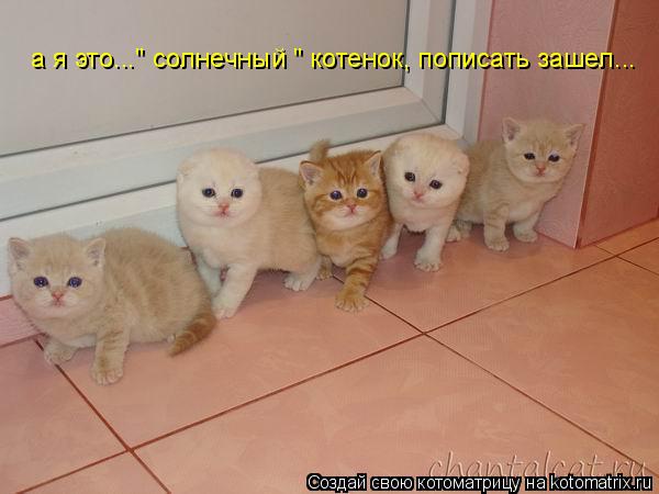 а я это..." солнечный " котенок, пописать зашел...... Котоматрица: а я это..." солнечный " котенок, пописать зашел...