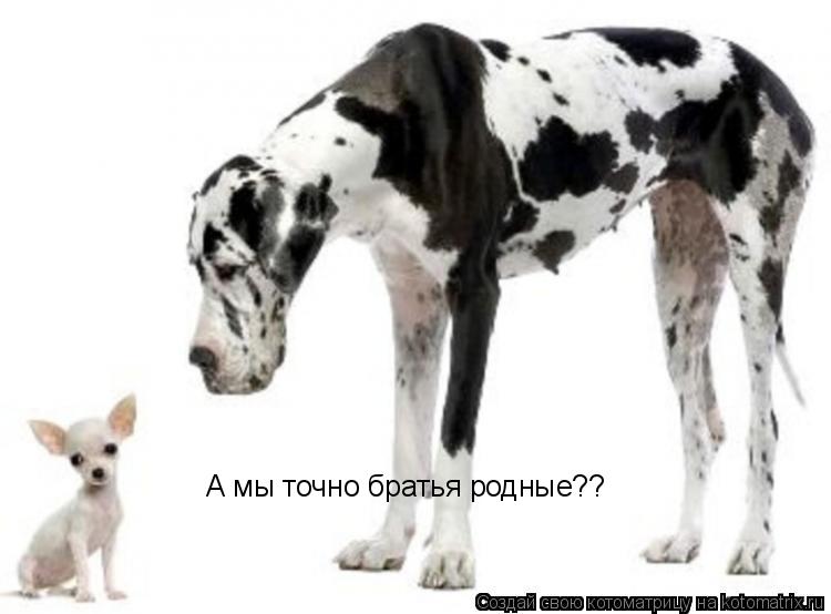 А мы точно братья родные??... Котоматрица: А мы точно братья родные??
