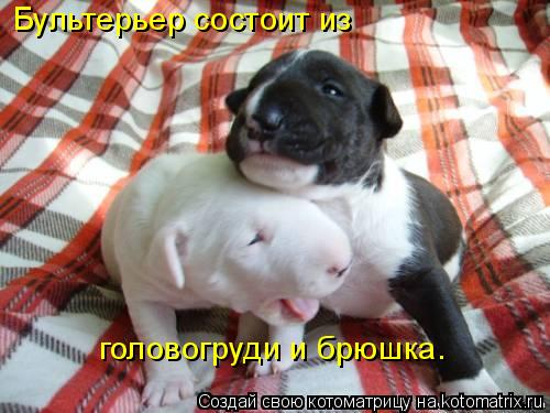 Котоматрица: Бультерьер состоит из  головогруди и брюшка.