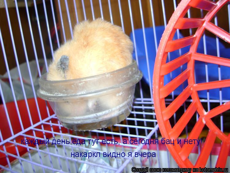 каждый день еда тут есть, а сегодня бац и нету! накаркл видно я вчера... Котоматрица: каждый день еда тут есть, а сегодня бац и нету! накаркл видно я вчера