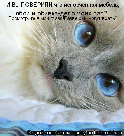 обои и обивка-дело моих лап? И Вы ПОВЕРИЛИ,что испорченная мебель, Посмотрите в мои глаза!Разве они м... Котоматрица: обои и обивка-дело моих лап? И Вы ПОВЕРИЛИ,что испорченная мебель, Посмотрите в мои глаза!Разве они могут врать?