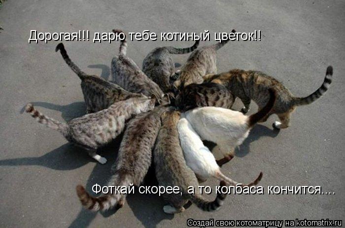 Дорогая Дорогая Дорогая!!! дарю тебе котиный цветок!! Фоткай скорее, а то колбаса кончится....... Котоматрица: Дорогая Дорогая Дорогая!!! дарю тебе котиный цветок!! Фоткай скорее, а то колбаса кончится....