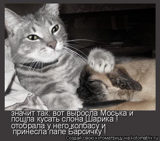 Котоматрица: значит так: вот выросла Моська и пошла кусать слона Шарика ! отобрала у него колбасу и принесла папе Барсичку !