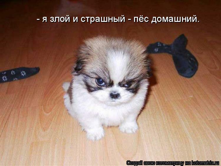 - я злой и страшный - пёс домашний.... Котоматрица: - я злой и страшный - пёс домашний.