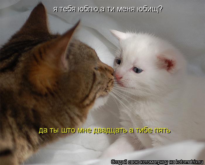 Котоматрица: я тебя юблю,а ти меня юбищ? да ты што мне двадцать а тибе пять