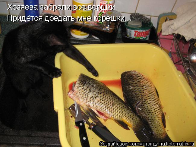 Котоматрица: Хозяева забрали все вершки, Придётся доедать мне корешки...