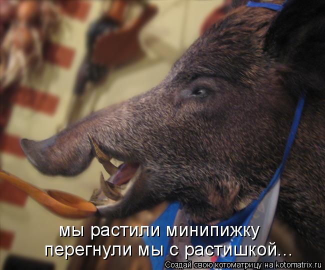 мы растили минипижку перегнули мы с растишкой...... Котоматрица: мы растили минипижку перегнули мы с растишкой...