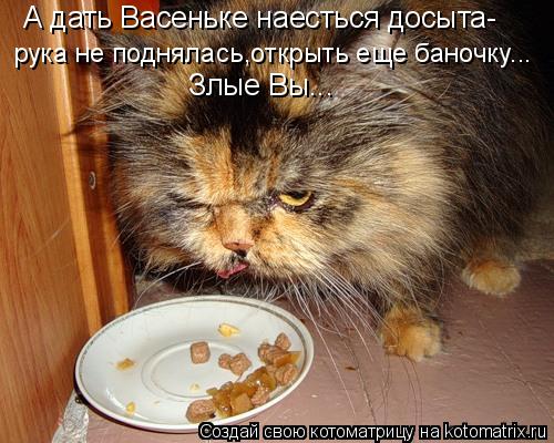 Котоматрица: А дать Васеньке наесться досыта- рука не поднялась,открыть еще баночку... Злые Вы...
