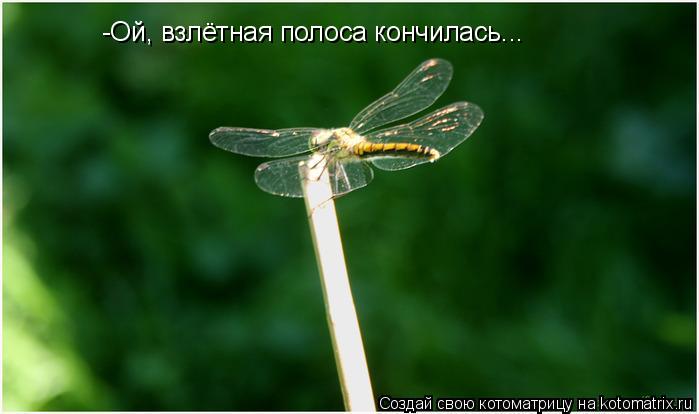 Котоматрица: -Ой, взлётная полоса кончилась...
