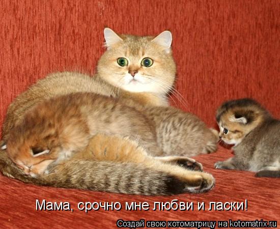 Мама, срочно мне любви и ласки!... Котоматрица: Мама, срочно мне любви и ласки!