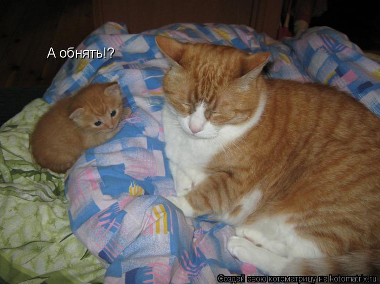 А обнять!?... Котоматрица: А обнять!?