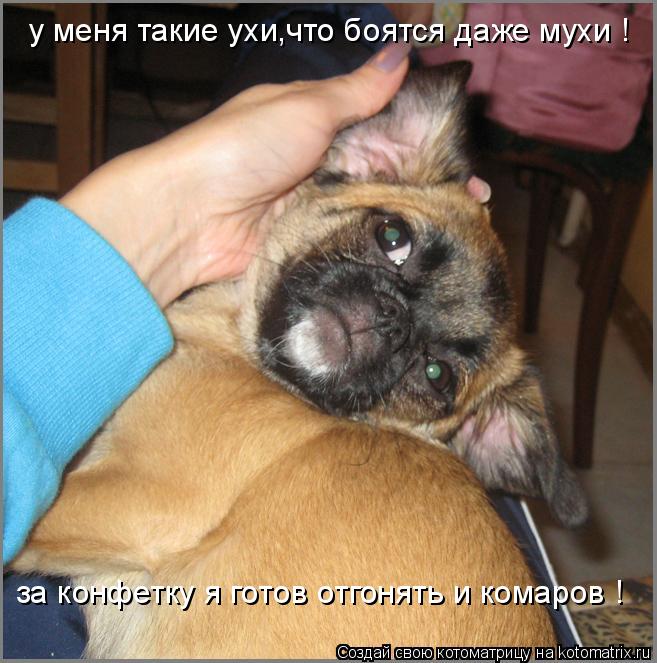 у меня такие ухи,что боятся даже мухи ! за конфетку я готов отгонять и комаров !... Котоматрица: у меня такие ухи,что боятся даже мухи ! за конфетку я готов отгонять и комаров !