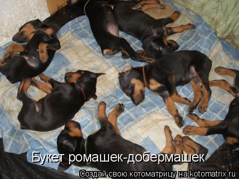 Букет ромашек-добермашек... Котоматрица: Букет ромашек-добермашек