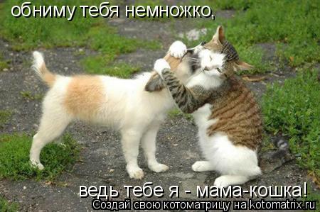 обниму тебя немножко, ведь тебе я - мама-кошка!... Котоматрица: обниму тебя немножко, ведь тебе я - мама-кошка!