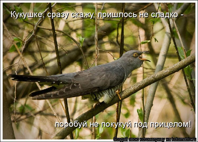 Кукушке, сразу скажу, пришлось не сладко - поробуй не покукуй под прицелом!... Котоматрица: Кукушке, сразу скажу, пришлось не сладко - поробуй не покукуй под прицелом!