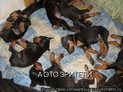 А ЭТО ЗРИТЕЛИ... Котоматрица: А ЭТО ЗРИТЕЛИ