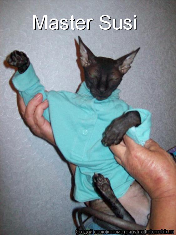 Master Susi... Котоматрица: Master Susi