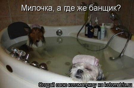 Милочка, а где же банщик?... Котоматрица: Милочка, а где же банщик?