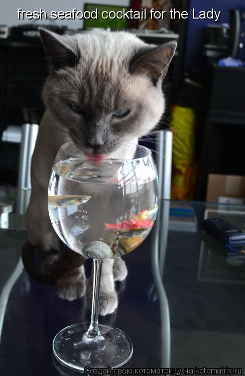 fresh seafood cocktail for the Lady... Котоматрица: fresh seafood cocktail for the Lady
