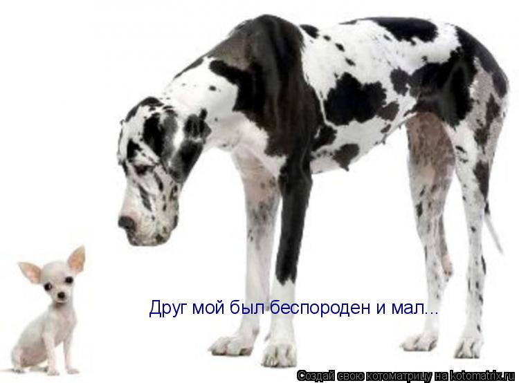 Друг мой был беспороден и мал...... Котоматрица: Друг мой был беспороден и мал...