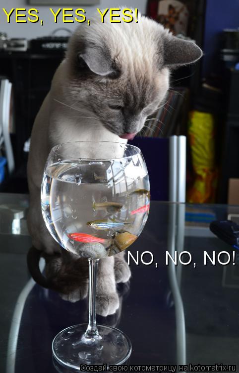 YES, YES, YES! NO, NO, NO!... Котоматрица: YES, YES, YES! NO, NO, NO!