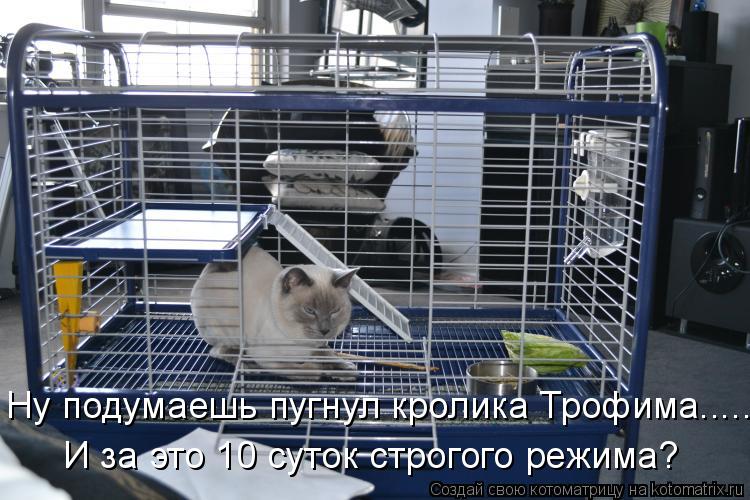 Ну подумаешь пугнул кролика Трофима..... И за это 10 суток строгого режима?... Котоматрица: Ну подумаешь пугнул кролика Трофима..... И за это 10 суток строгого режима?