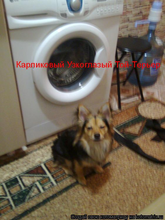 Карликовый Узкоглазый Той-Терьер... Котоматрица: Карликовый Узкоглазый Той-Терьер