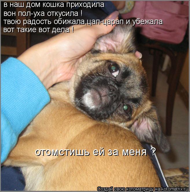 в наш дом кошка приходила вон пол-уха откусила ! твою радость обижала,цап-царап и убежала вот такие ... Котоматрица: в наш дом кошка приходила вон пол-уха откусила ! твою радость обижала,цап-царап и убежала вот такие вот дела ! отомстишь ей за меня ?