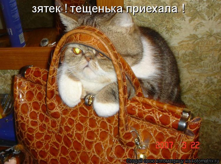 зятек ! тещенька приехала !... Котоматрица: зятек ! тещенька приехала !