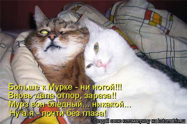 Больше к Мурке - ни ногой!!! Вновь дала отпор, зараза!! Мурз вон бледный... никакой... Ну а я - почти... Котоматрица: Больше к Мурке - ни ногой!!! Вновь дала отпор, зараза!! Мурз вон бледный... никакой... Ну а я - почти без глаза!