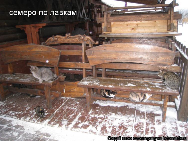 Котоматрица: семеро по лавкам