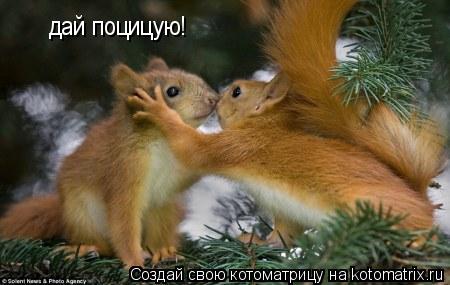 Котоматрица: дай поцицую!
