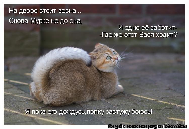 На дворе стоит весна... Снова Мурке не до сна, И одно её заботит- -Где же этот Вася ходит? Я пока ег... Котоматрица: На дворе стоит весна... Снова Мурке не до сна, И одно её заботит- -Где же этот Вася ходит? Я пока его дождусь,попку застужу,боюсь!