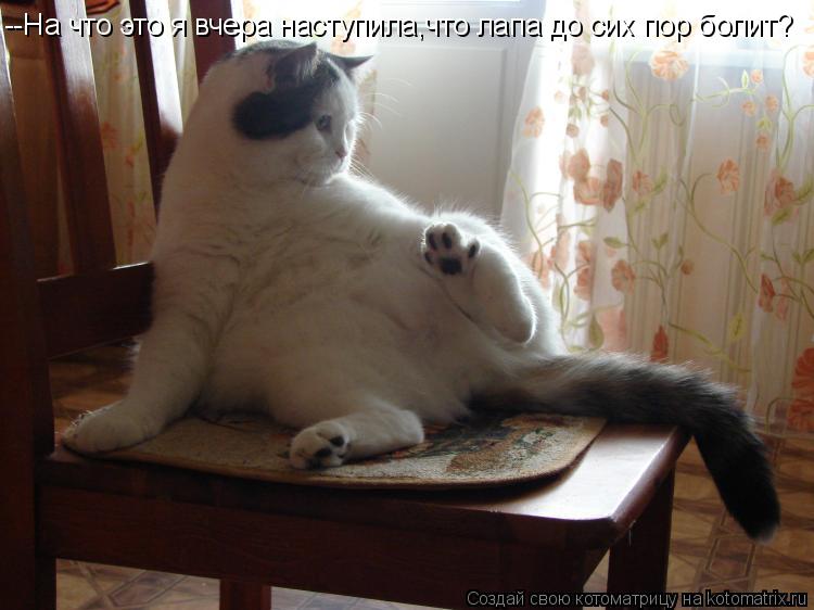--На что это я вчера наступила,что лапа до сих пор болит?... Котоматрица: --На что это я вчера наступила,что лапа до сих пор болит?