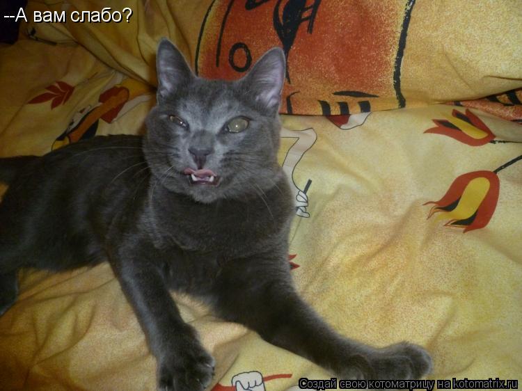 Котоматрица: --А вам слабо?