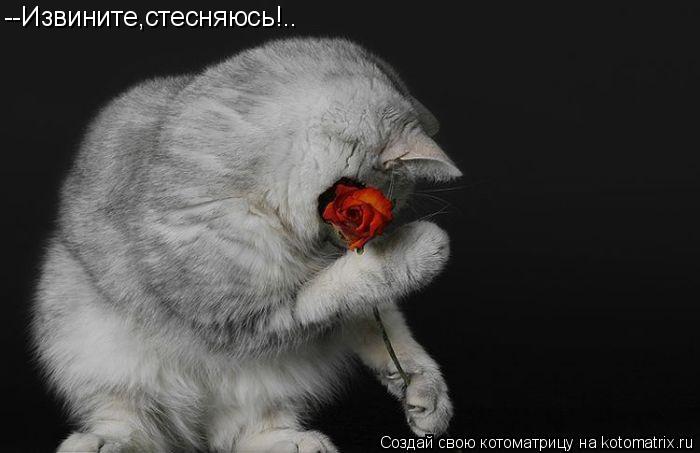 --Извините,стесняюсь!..... Котоматрица: --Извините,стесняюсь!..