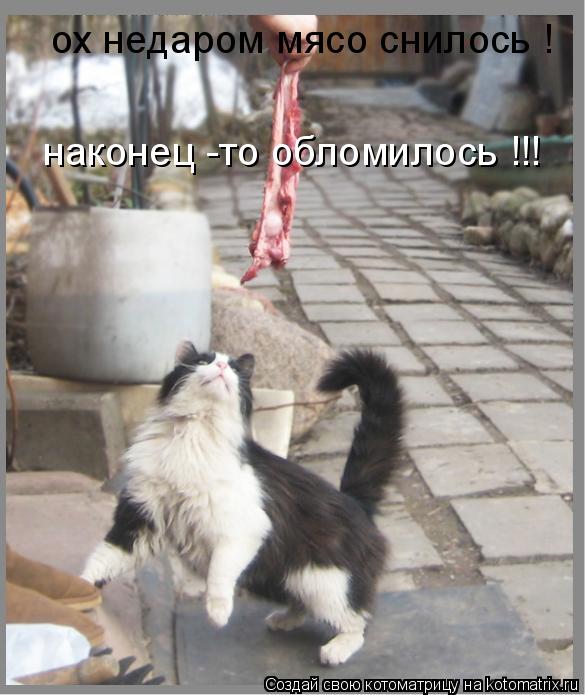 Котоматрица: ох недаром мясо снилось ! наконец -то обломилось !!!