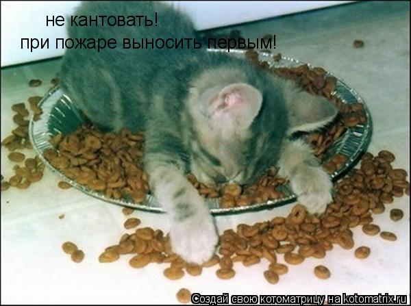 Котоматрица: не кантовать! при пожаре выносить первым!