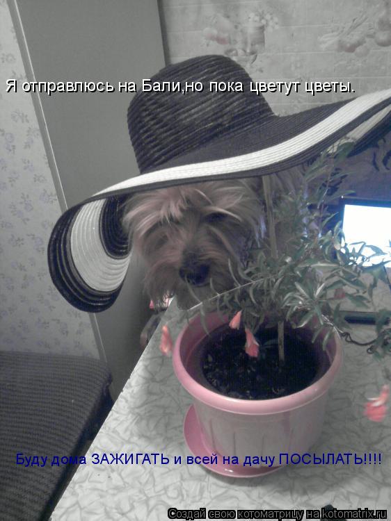 Я отправлюсь на Бали,но пока цветут цветы. Буду дома ЗАЖИГАТЬ и всей на дачу ПОСЫЛАТЬ!!!!... Котоматрица: Я отправлюсь на Бали,но пока цветут цветы. Буду дома ЗАЖИГАТЬ и всей на дачу ПОСЫЛАТЬ!!!!
