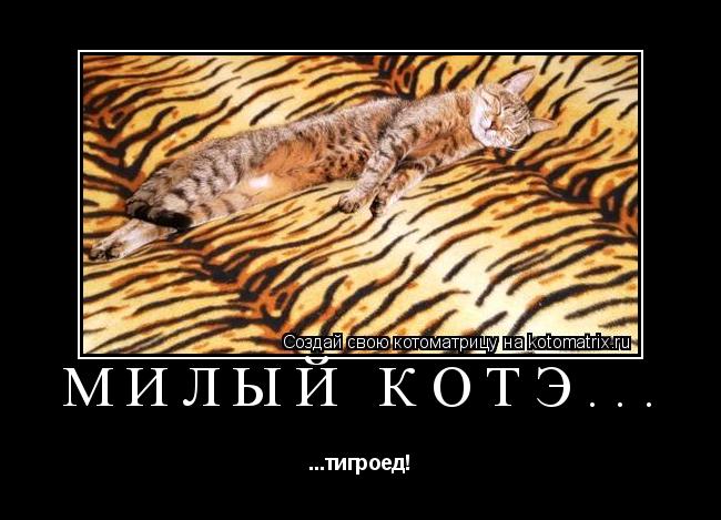 Котоматрица: Милый КотЭ... ...тигроед!