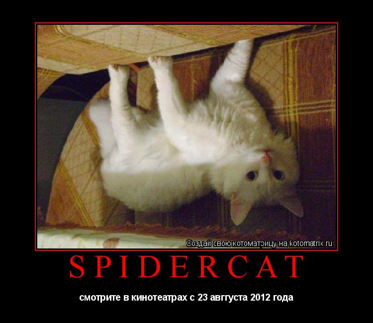 Котоматрица: spidercat  смотрите в кинотеатрах с 23 авггуста 2012 года