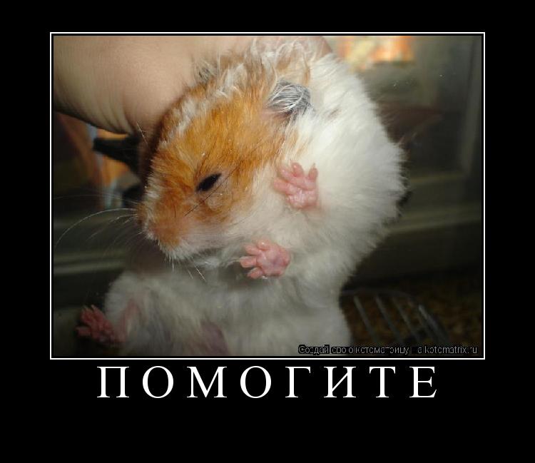 помогите ... Котоматрица: помогите
