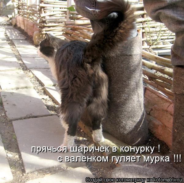 прячься шаричек в конурку ! с валенком гуляет мурка !!!... Котоматрица: прячься шаричек в конурку ! с валенком гуляет мурка !!!