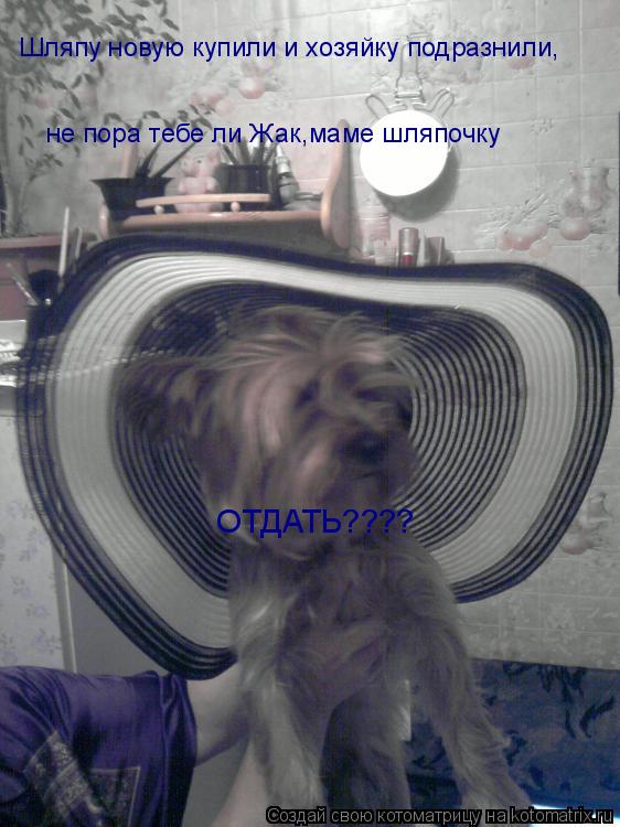 Котоматрица: Шляпу новую купили и хозяйку подразнили, не пора тебе ли Жак,маме шляпочку ОТДАТЬ????
