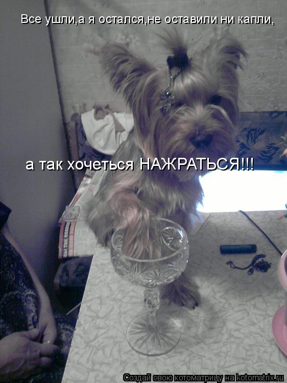 Котоматрица: Все ушли,а я остался,не оставили ни капли, а так хочеться НАЖРАТЬСЯ!!!